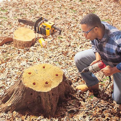 tree stump removal toowoomba|10 BEST Tree & Stump Removal in Toowoomba City QLD.